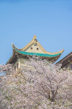 İlkbaharda Wuhan Üniversitesi 'nde kiraz çiçekleri açar.