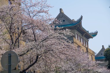 İlkbaharda Wuhan Üniversitesi 'nde kiraz çiçekleri açar.