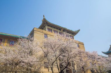 İlkbaharda Wuhan Üniversitesi 'nde kiraz çiçekleri açar.