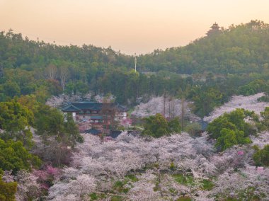 Wuhan Doğu Gölü Kiraz Bahçesi İlkbahar Çiçekleri Tamamen Çiçek Açtı