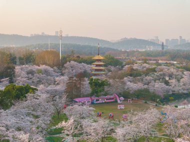 Wuhan Doğu Gölü Kiraz Bahçesi İlkbahar Çiçekleri Tamamen Çiçek Açtı
