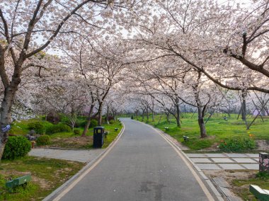 Wuhan Doğu Gölü Kiraz Bahçesi İlkbahar Çiçekleri Tamamen Çiçek Açtı