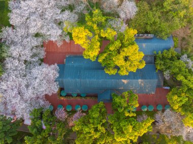 Wuhan Doğu Gölü Kiraz Bahçesi İlkbahar Çiçekleri Tamamen Çiçek Açtı