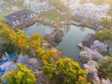 Wuhan Doğu Gölü Kiraz Bahçesi İlkbahar Çiçekleri Tamamen Çiçek Açtı