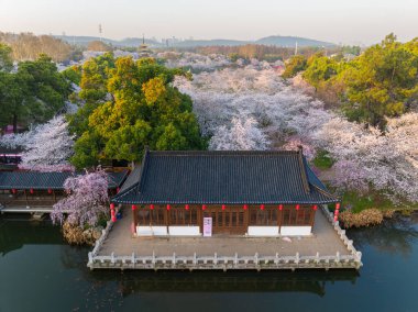 Wuhan Doğu Gölü Kiraz Bahçesi İlkbahar Çiçekleri Tamamen Çiçek Açtı