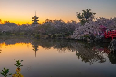Wuhan Doğu Gölü Kiraz Bahçesi İlkbahar Çiçekleri Tamamen Çiçek Açtı