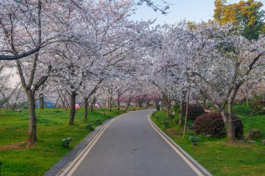 Wuhan Doğu Gölü Kiraz Bahçesi İlkbahar Çiçekleri Tamamen Çiçek Açtı