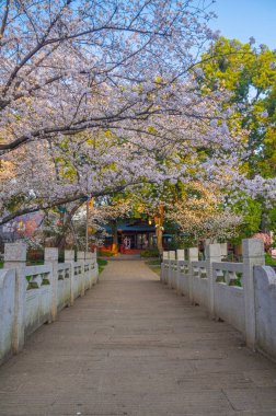 Wuhan Doğu Gölü Kiraz Bahçesi İlkbahar Çiçekleri Tamamen Çiçek Açtı