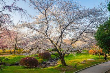 Wuhan Doğu Gölü Kiraz Bahçesi İlkbahar Çiçekleri Tamamen Çiçek Açtı