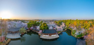 Wuhan Doğu Gölü Kiraz Bahçesi İlkbahar Çiçekleri Tamamen Çiçek Açtı