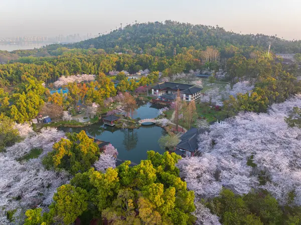 Wuhan Doğu Gölü Kiraz Bahçesi İlkbahar Çiçekleri Tamamen Çiçek Açtı