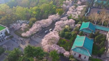 İlkbaharda Wuhan Üniversitesi 'nde kiraz çiçekleri açar.
