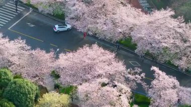 İlkbaharda Wuhan Üniversitesi 'nde kiraz çiçekleri açar.