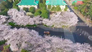 İlkbaharda Wuhan Üniversitesi 'nde kiraz çiçekleri açar.