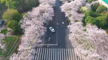 İlkbaharda Wuhan Üniversitesi 'nde kiraz çiçekleri açar.