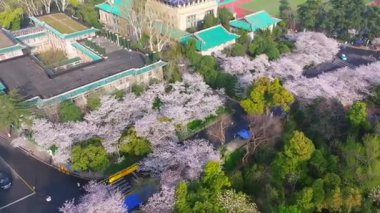 İlkbaharda Wuhan Üniversitesi 'nde kiraz çiçekleri açar.