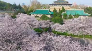 İlkbaharda Wuhan Üniversitesi 'nde kiraz çiçekleri açar.