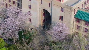 İlkbaharda Wuhan Üniversitesi 'nde kiraz çiçekleri açar.