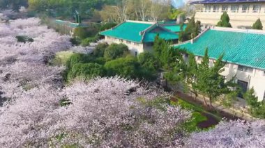 İlkbaharda Wuhan Üniversitesi 'nde kiraz çiçekleri açar.