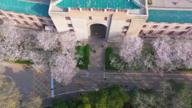 İlkbaharda Wuhan Üniversitesi 'nde kiraz çiçekleri açar.