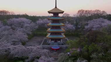 Wuhan Doğu Gölü Kiraz Bahçesi İlkbahar Çiçekleri Tamamen Çiçek Açtı