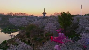 Wuhan Doğu Gölü Kiraz Bahçesi İlkbahar Çiçekleri Tamamen Çiçek Açtı