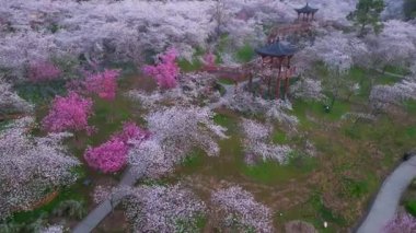 Wuhan Doğu Gölü Kiraz Bahçesi İlkbahar Çiçekleri Tamamen Çiçek Açtı