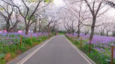 Wuhan Doğu Gölü Kiraz Bahçesi İlkbahar Çiçekleri Tamamen Çiçek Açtı