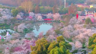 Wuhan Doğu Gölü Kiraz Bahçesi İlkbahar Çiçekleri Tamamen Çiçek Açtı