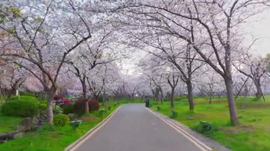 Wuhan Doğu Gölü Kiraz Bahçesi İlkbahar Çiçekleri Tamamen Çiçek Açtı