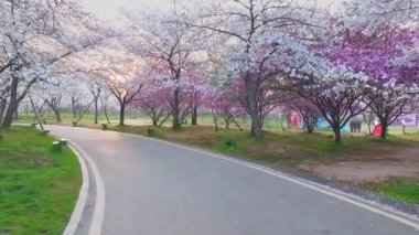Wuhan Doğu Gölü Kiraz Bahçesi İlkbahar Çiçekleri Tamamen Çiçek Açtı