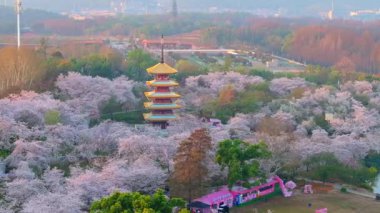 Wuhan Doğu Gölü Kiraz Bahçesi İlkbahar Çiçekleri Tamamen Çiçek Açtı