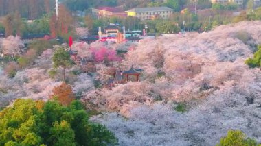 Wuhan Doğu Gölü Kiraz Bahçesi İlkbahar Çiçekleri Tamamen Çiçek Açtı