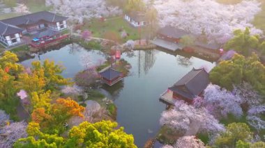 Wuhan Doğu Gölü Kiraz Bahçesi İlkbahar Çiçekleri Tamamen Çiçek Açtı