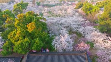 Wuhan Doğu Gölü Kiraz Bahçesi İlkbahar Çiçekleri Tamamen Çiçek Açtı