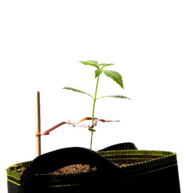 Büyüme torbasındaki küçük kenevir bitkisinin yakın görüntüsü