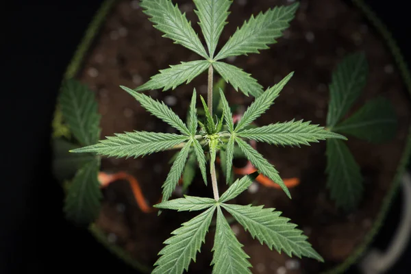 Planta Cannabis Caseira Com Folhas Verdes — Fotografia de Stock