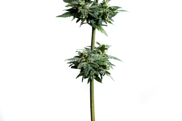 Planta Marihuana Aislada Sobre Fondo Blanco —  Fotos de Stock