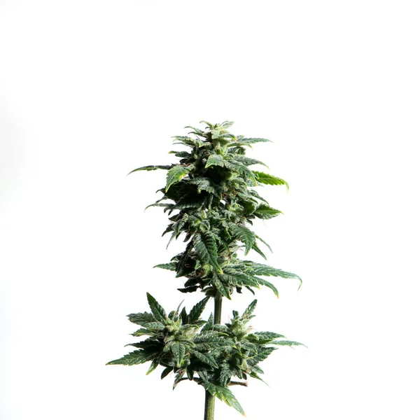 Beyaz Arka Plan Üzerinde Izole Marijuana Bitkisi — Stok fotoğraf