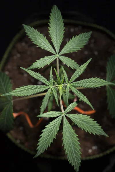 国产大麻植物 — 图库照片