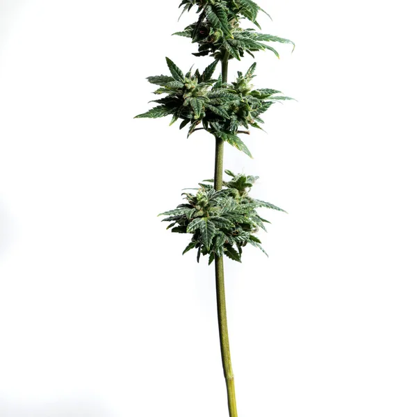 Planta Marihuana Aislada Sobre Fondo Blanco — Foto de Stock