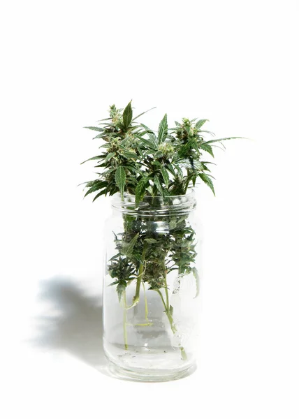 Cannabis Plants Glass Jars Isolated White Background — Stock Photo, Image