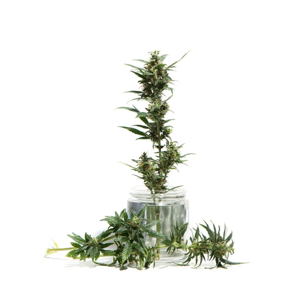 Piante Cannabis Vasi Vetro Isolati Fondo Bianco — Foto Stock