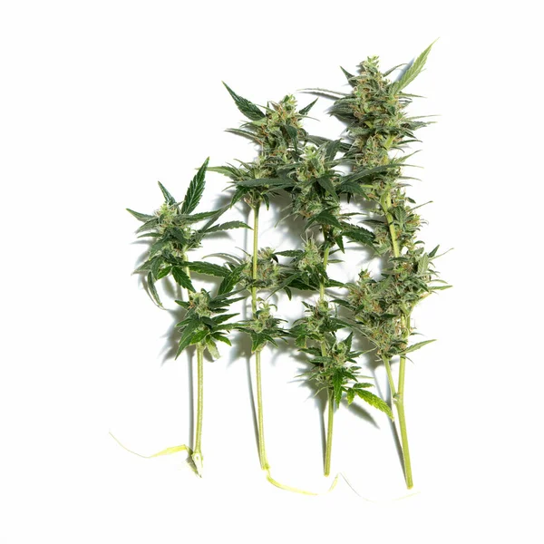 有花的成熟女性大麻植物 — 图库照片