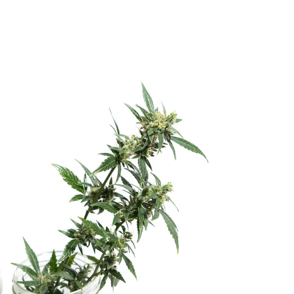 花と成熟した女性の大麻植物 — ストック写真
