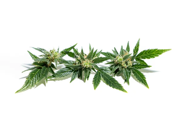 从成熟的大麻植物中收获的芽 — 图库照片