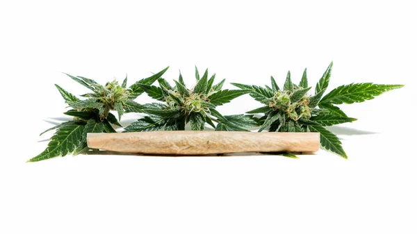 Bud Colhido Planta Cannabis Madura — Fotografia de Stock