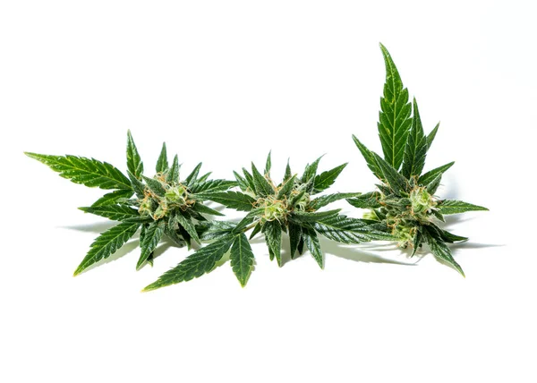 Érett Kannabisznövényből Betakarított Bud — Stock Fotó