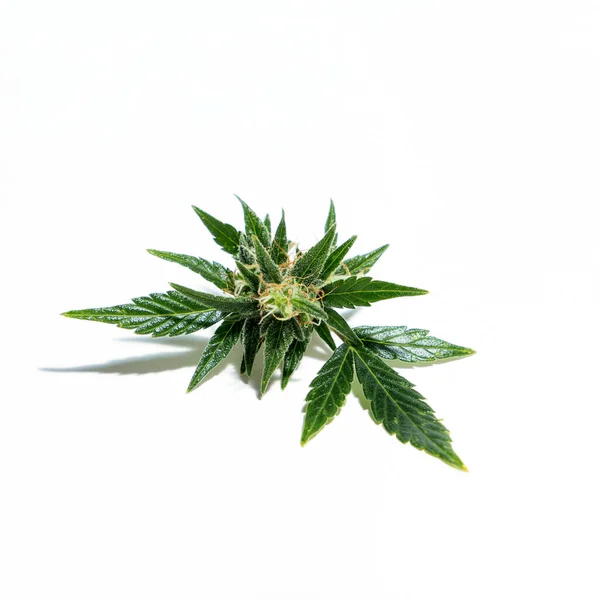 从成熟的大麻植物中收获的芽 — 图库照片