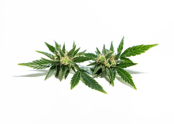 成熟した大麻植物から収穫された芽 — ストック写真